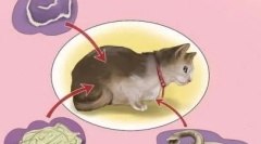 Tak, aby nevyplnili zbraň na vrabici: ako si vybrať správny prípravok proti reťazci na mačku